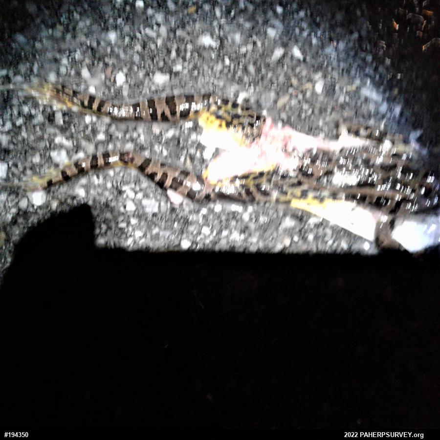 Pickerel Frog