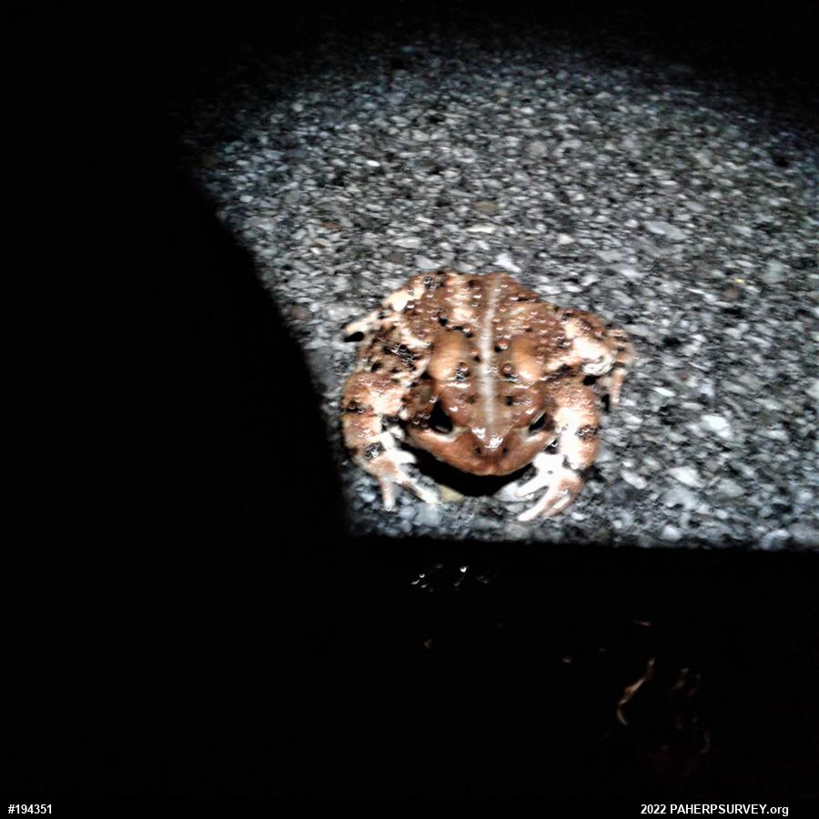 Eastern American Toad