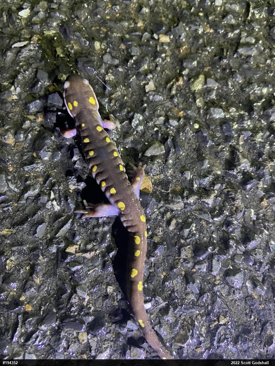 Spotted Salamander