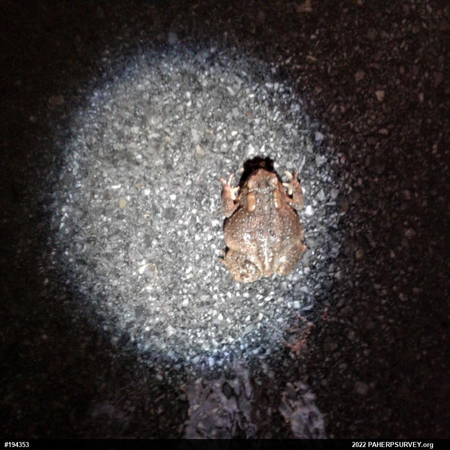 Eastern American Toad