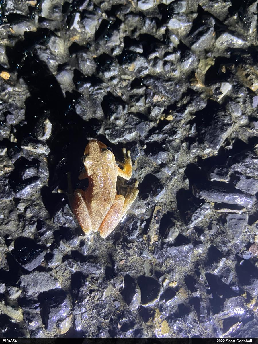 Spring Peeper