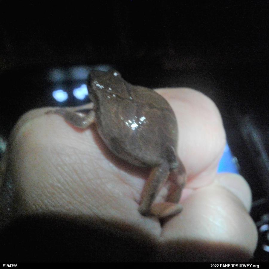 Spring Peeper