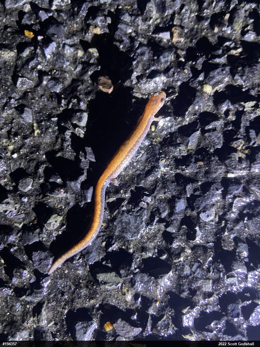 Eastern Red-backed  Salamander