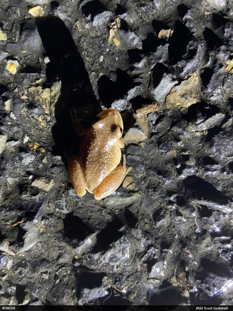 Spring Peeper