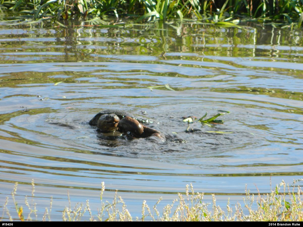 Snapping Turtle