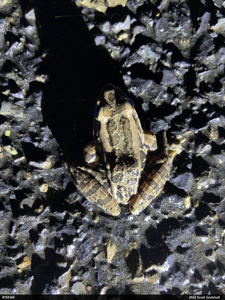 Pickerel Frog