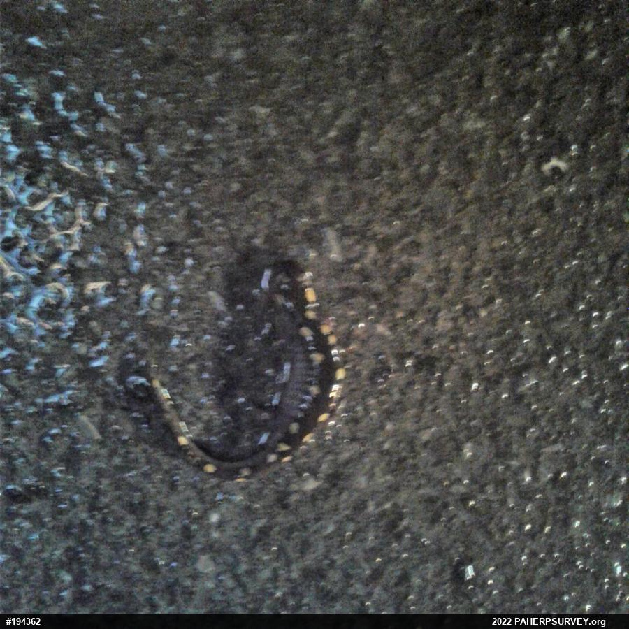 Spotted Salamander