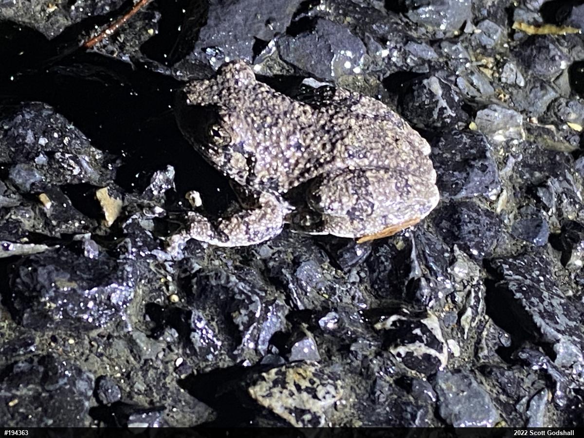 Unknown Gray Treefrog
