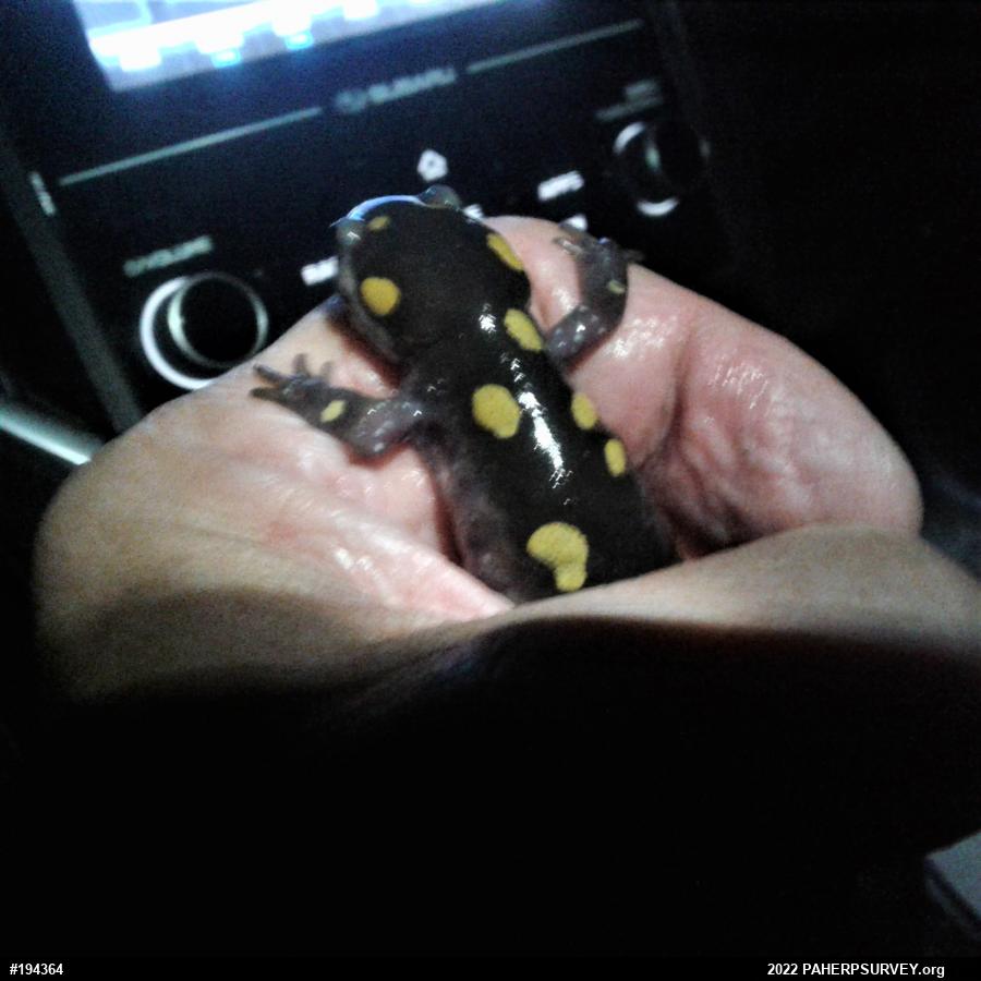 Spotted Salamander