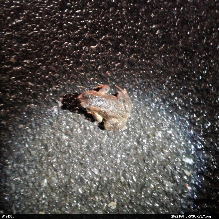 Eastern American Toad