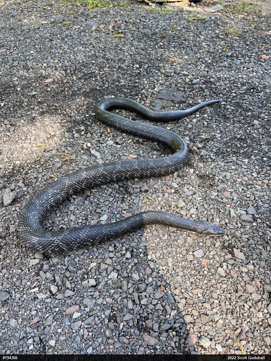 Eastern Ratsnake