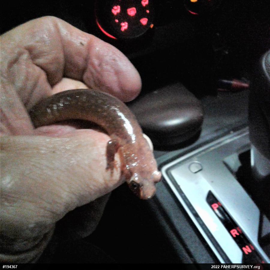 Northern Spring Salamander