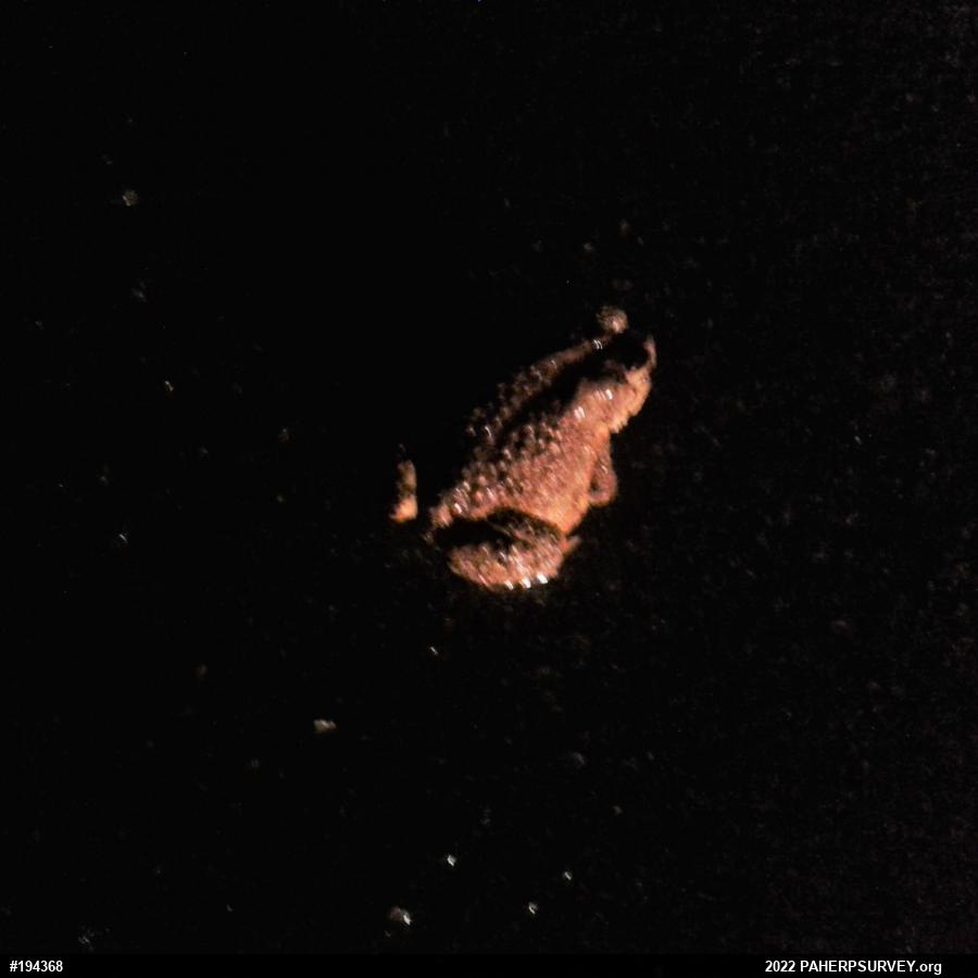 Eastern American Toad