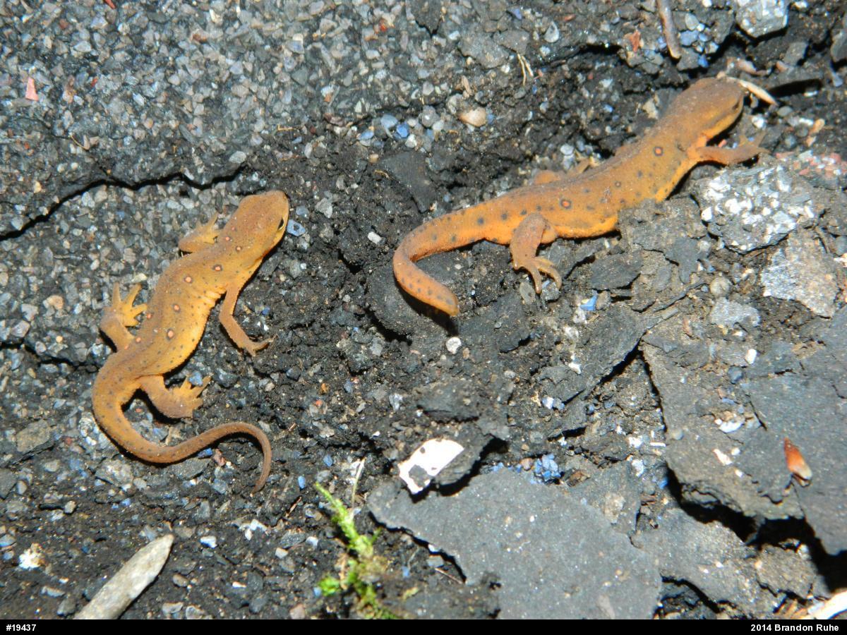 Red-spotted Newt