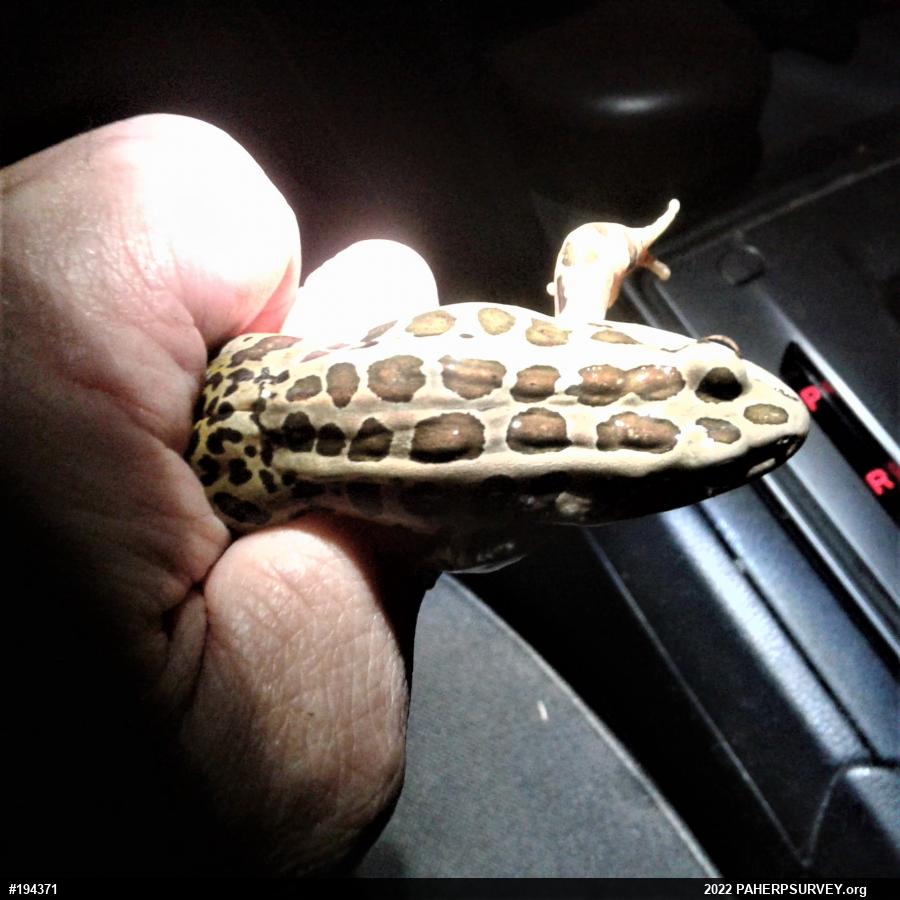 Pickerel Frog