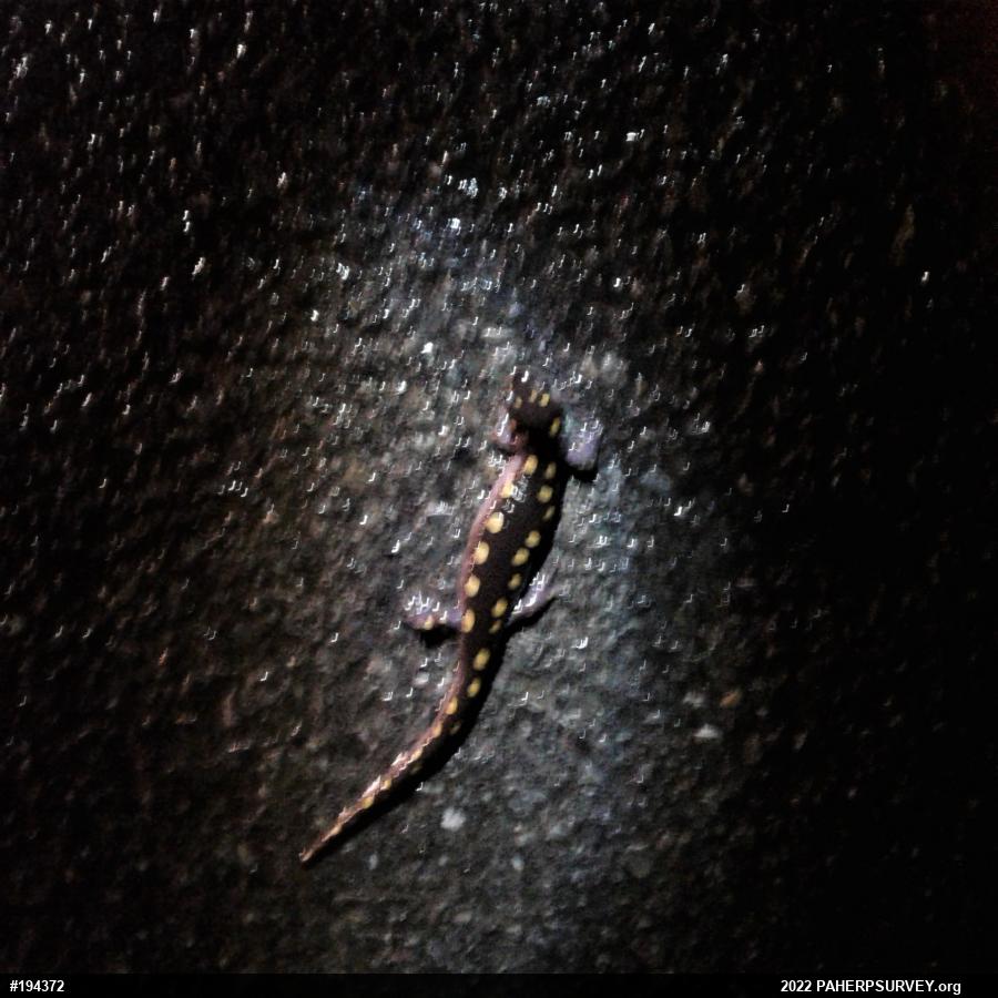 Spotted Salamander
