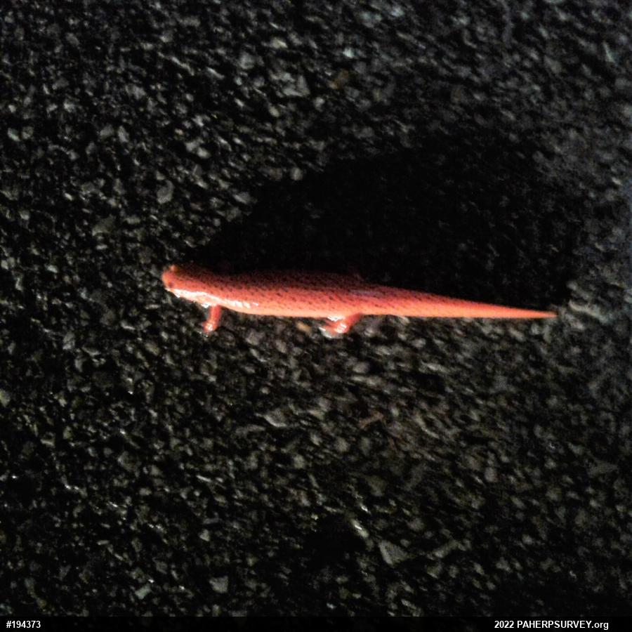 Northern Red Salamander