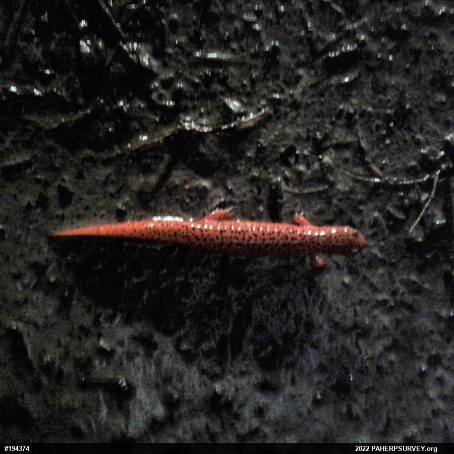 Northern Red Salamander