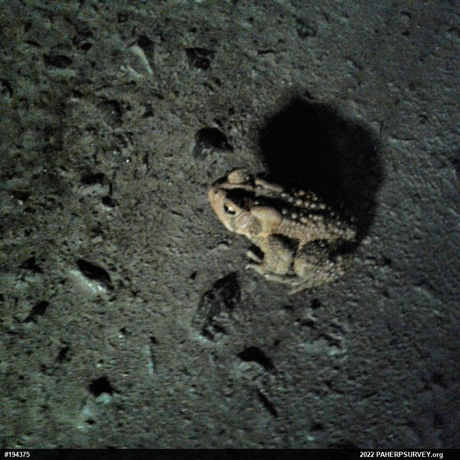 Eastern American Toad