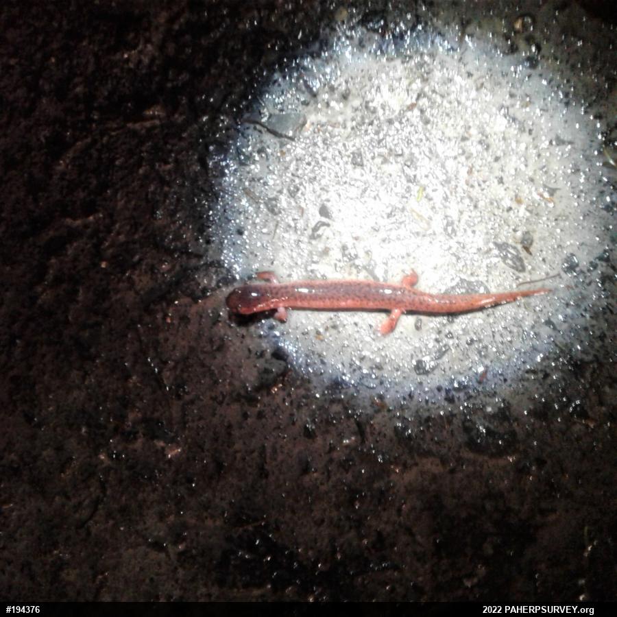 Northern Red Salamander