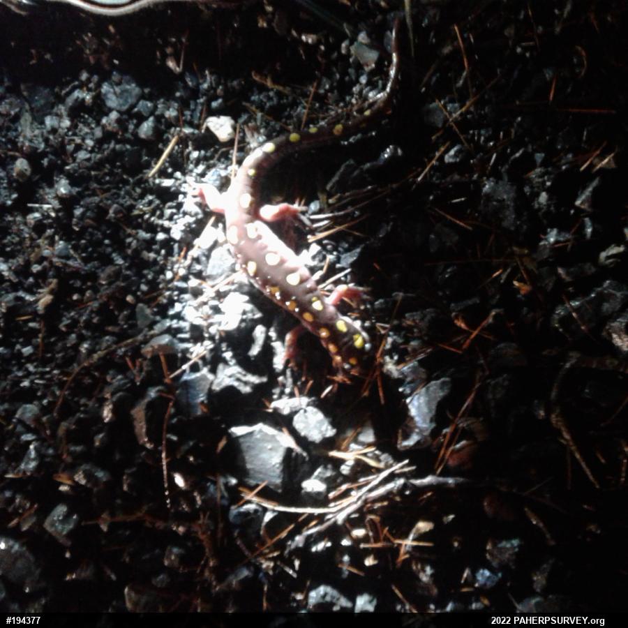 Spotted Salamander