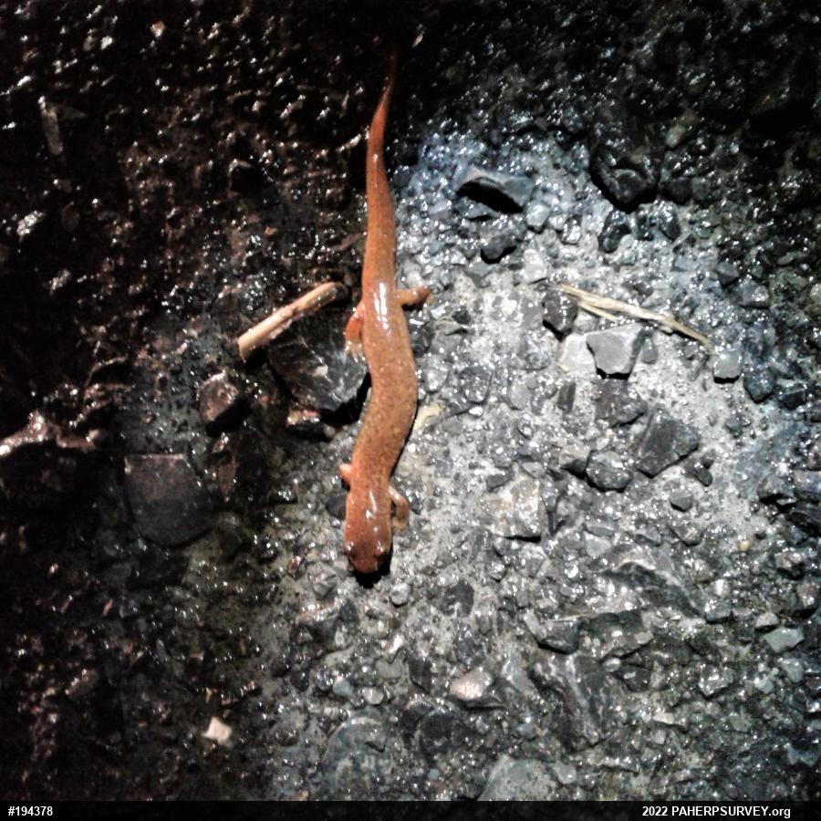 Northern Spring Salamander