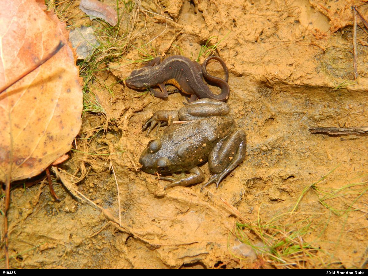 American Bullfrog