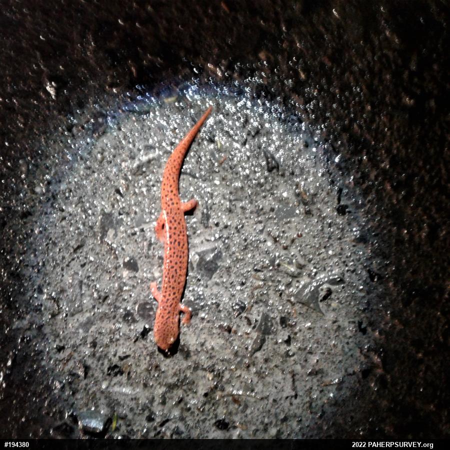 Northern Red Salamander