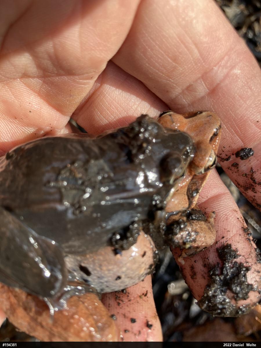 Wood Frog