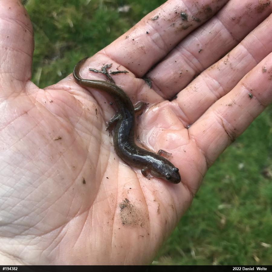 Northern Dusky Salamander