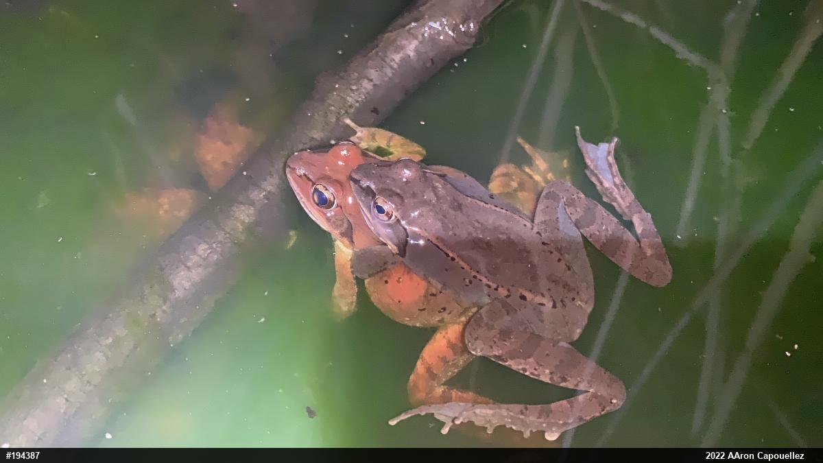 Wood Frog