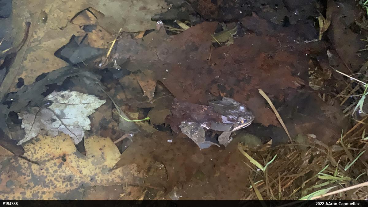Wood Frog