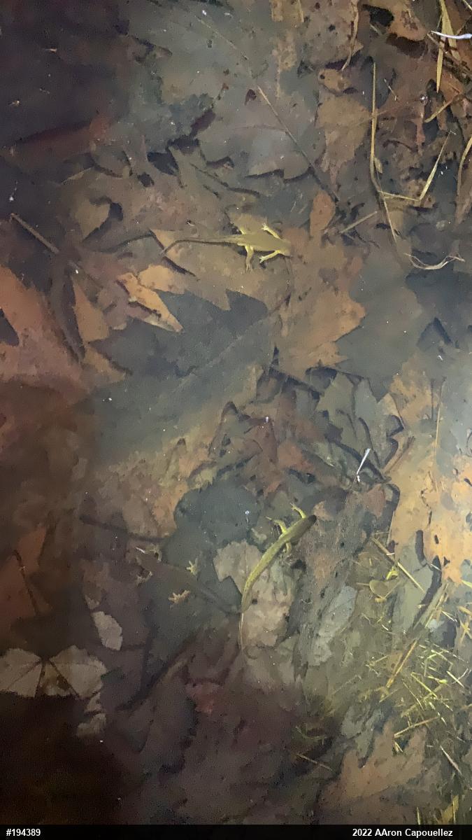 Red-spotted Newt
