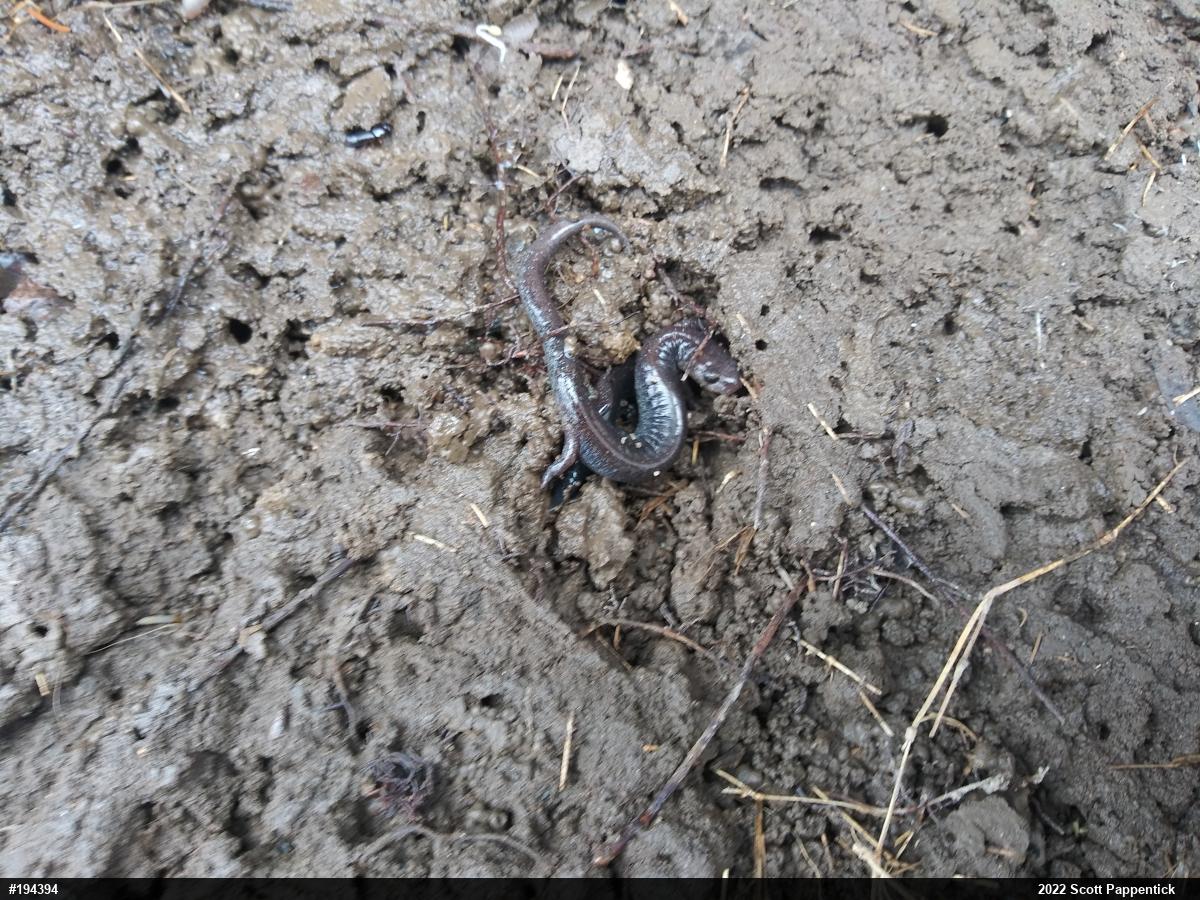 Eastern Red-backed  Salamander