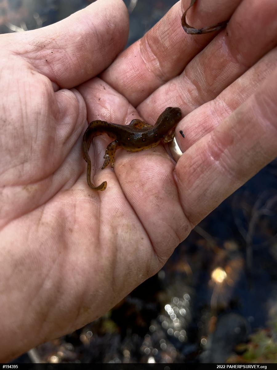 Red-spotted Newt