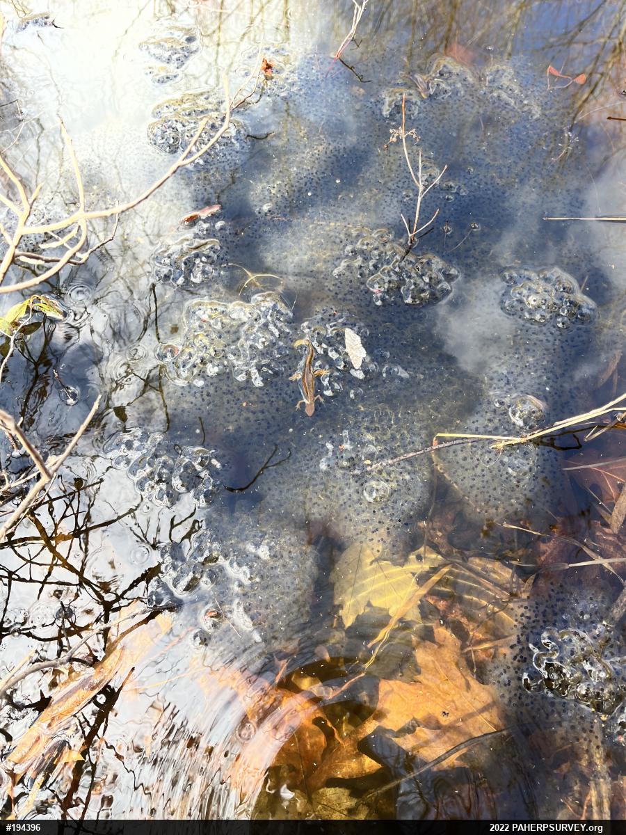 Wood Frog
