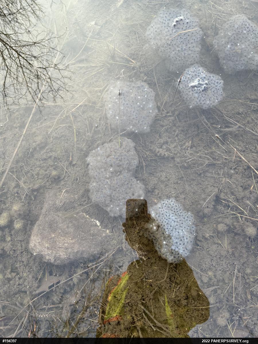 Wood Frog