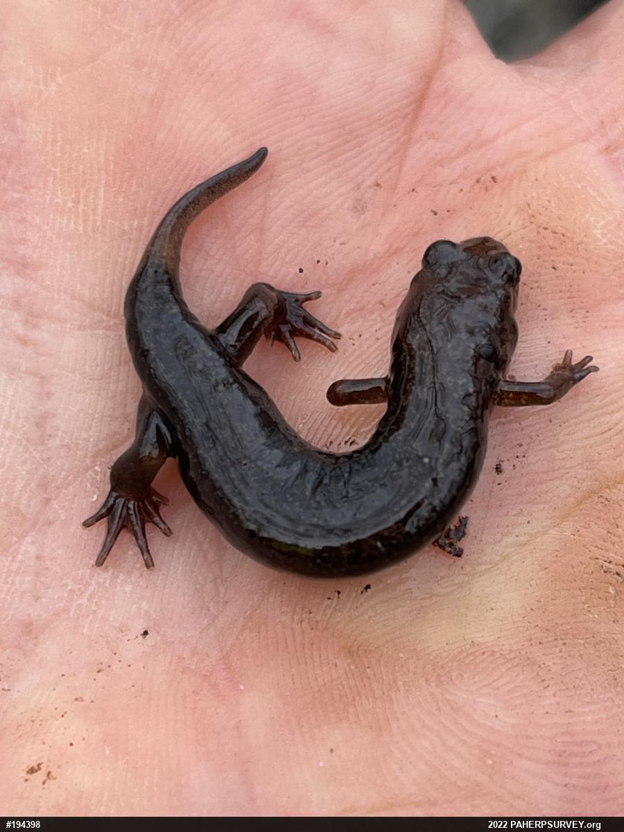 Northern Dusky Salamander