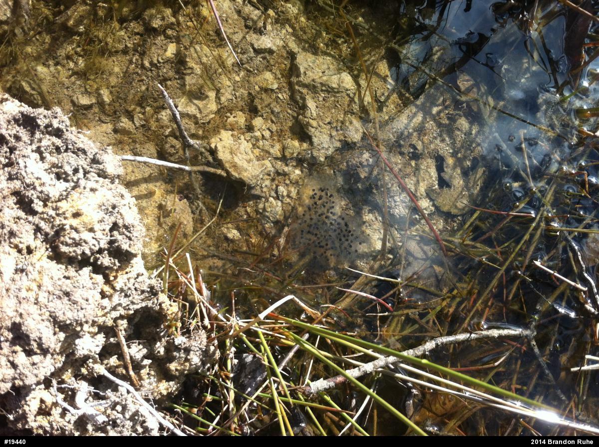 Wood Frog
