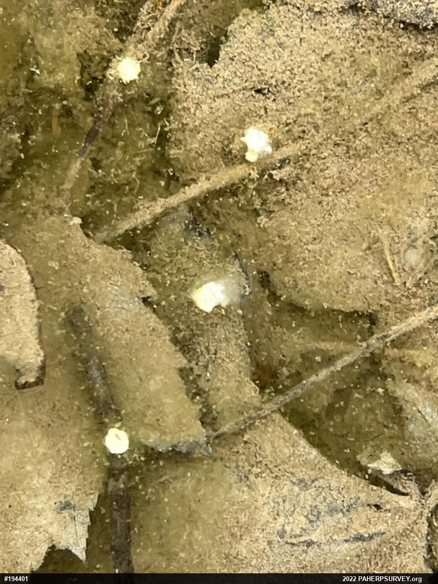 Mole Salamanders