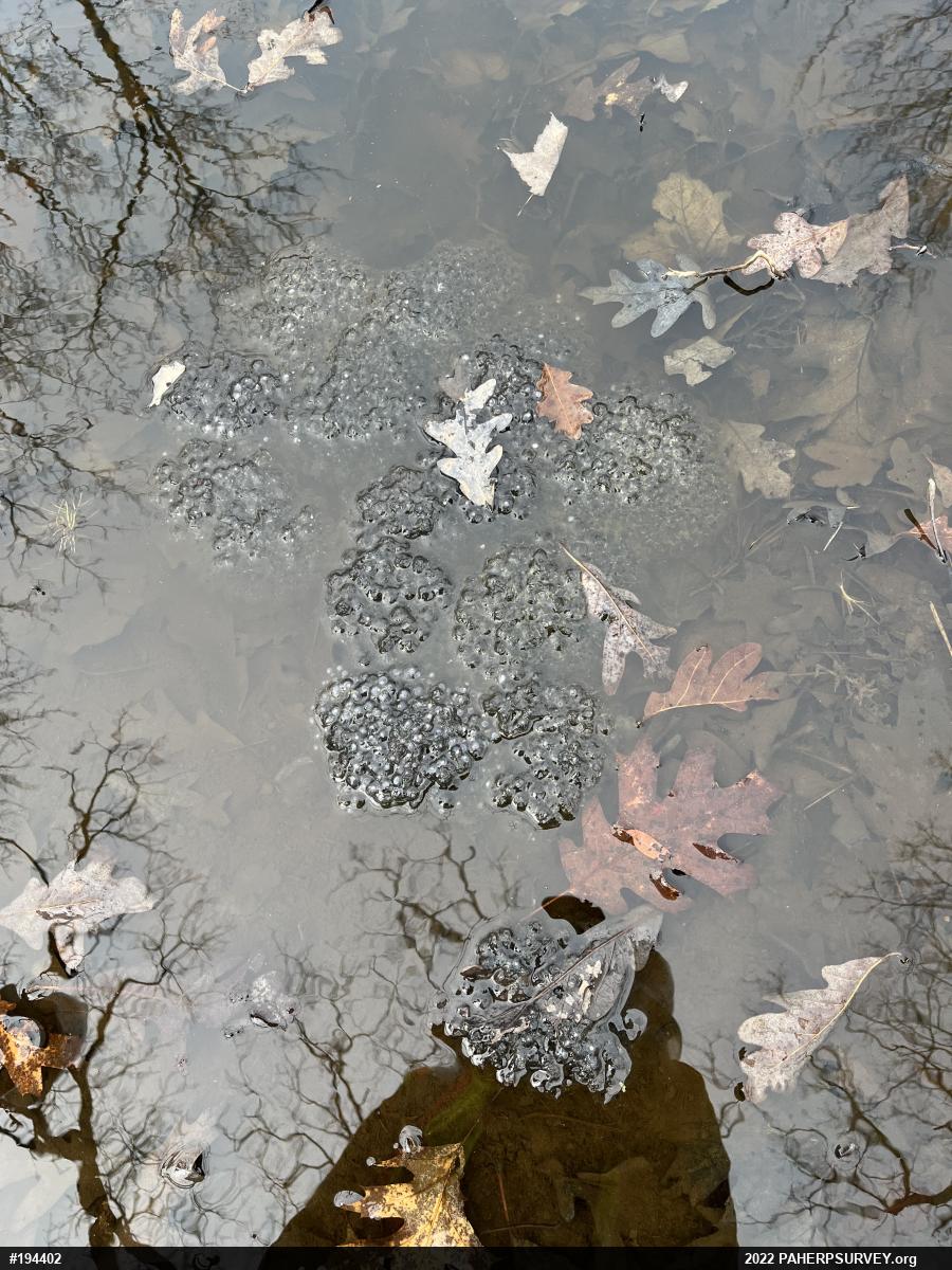 Wood Frog