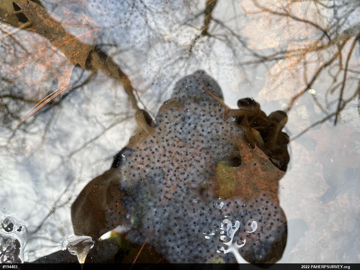Wood Frog