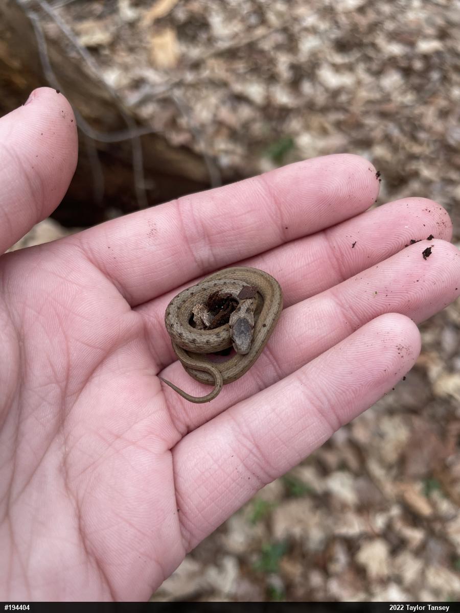 Dekay's Brownsnake