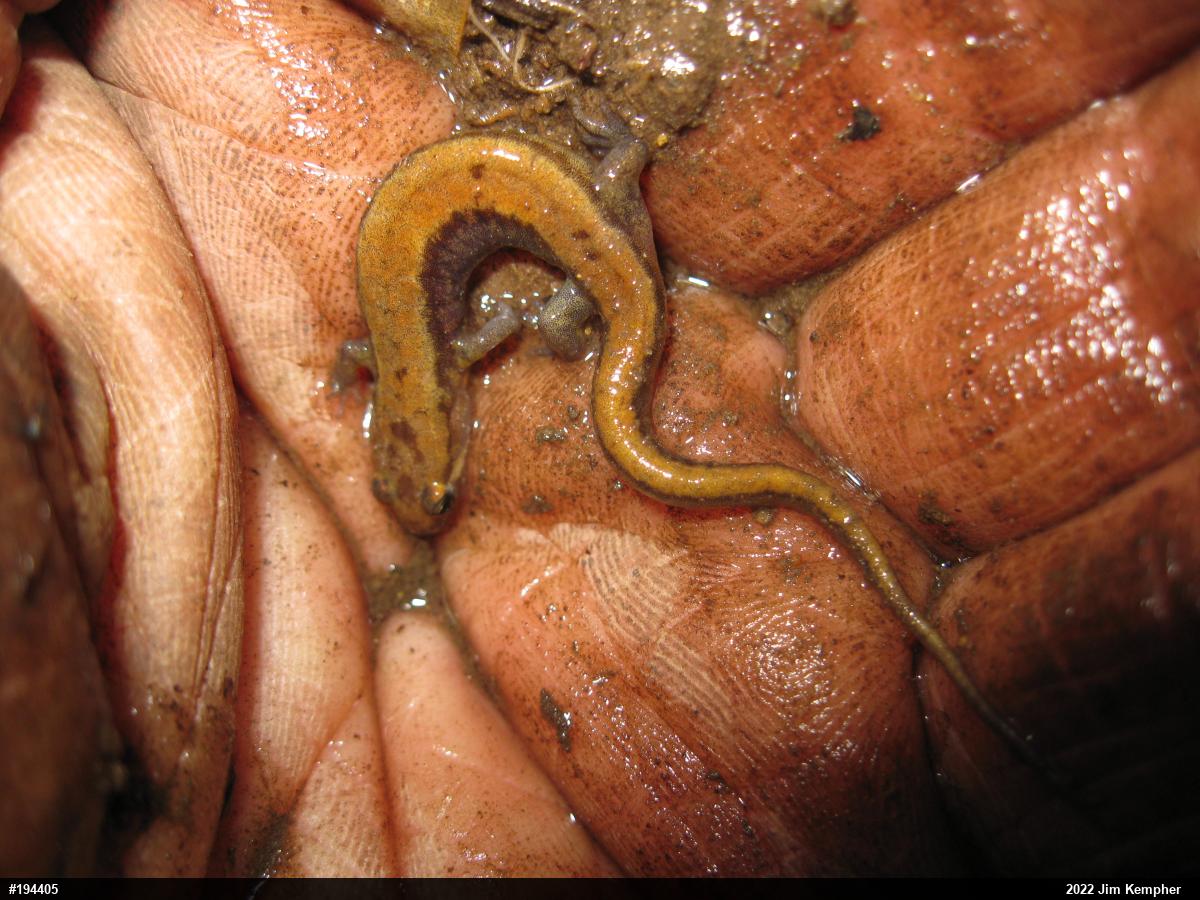 Allegheny Mountain Dusky Salamander