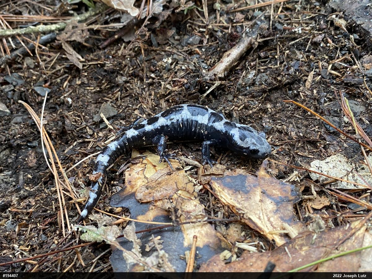Marbled Salamander