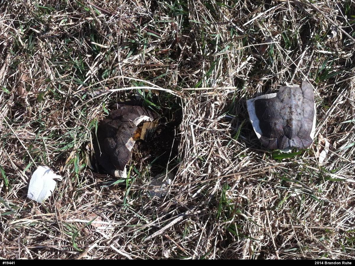 Wood Turtle