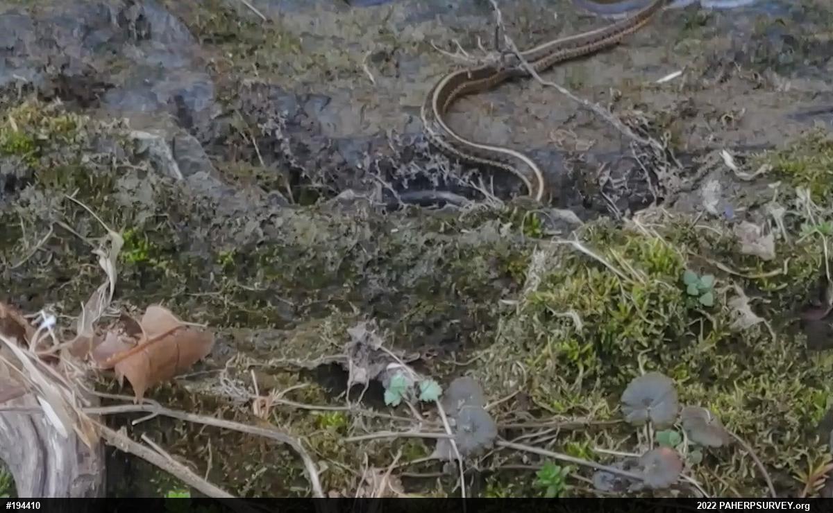 Eastern Gartersnake