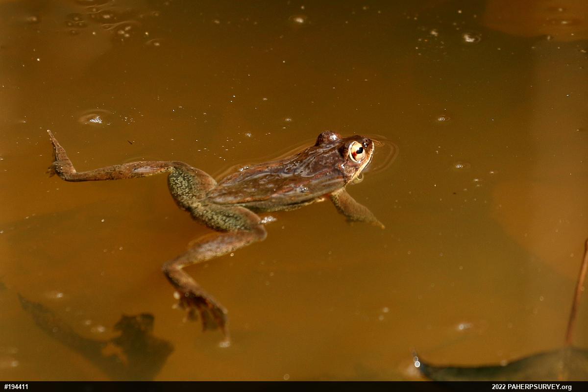 Wood Frog