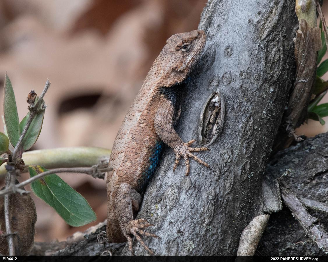 Eastern Fence Lizard