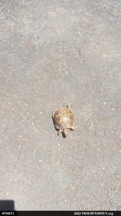 Eastern Box Turtle
